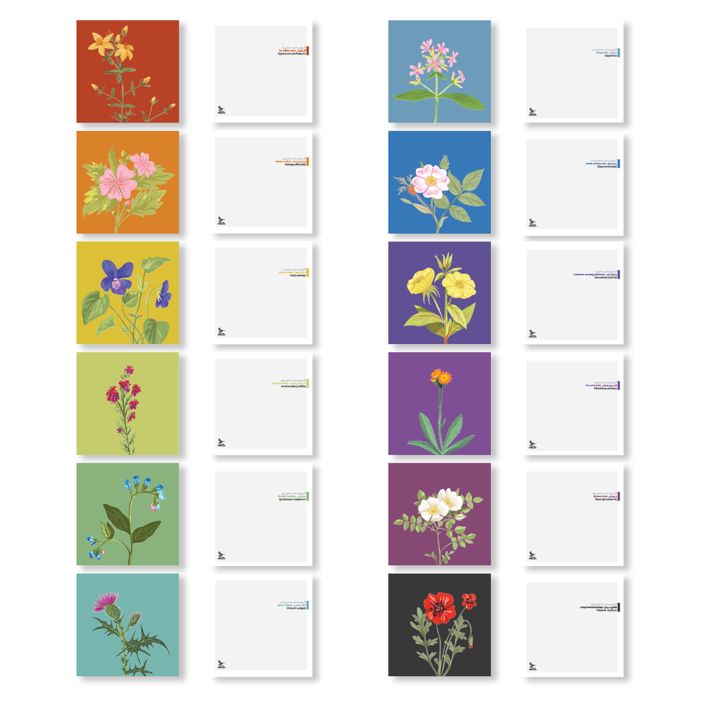 مجموعه کارت پستال گل‌های وحشی